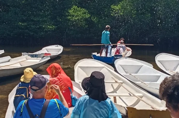 Mangrove