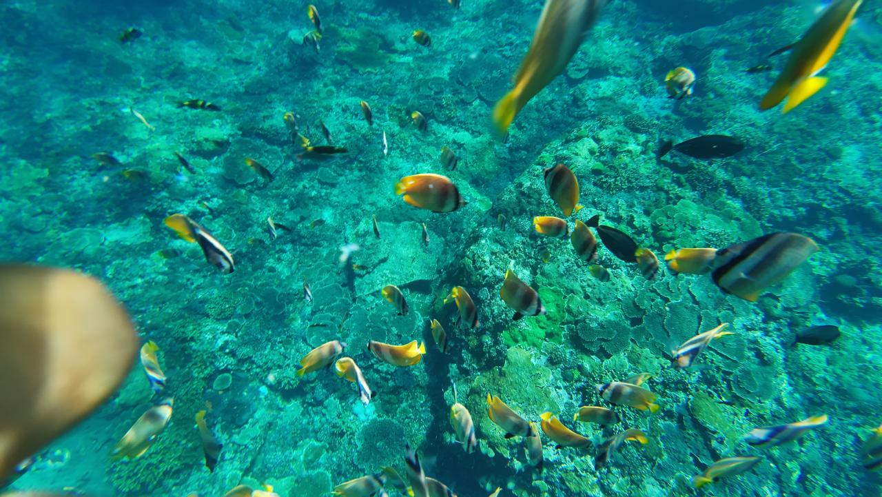 Snorkling 2