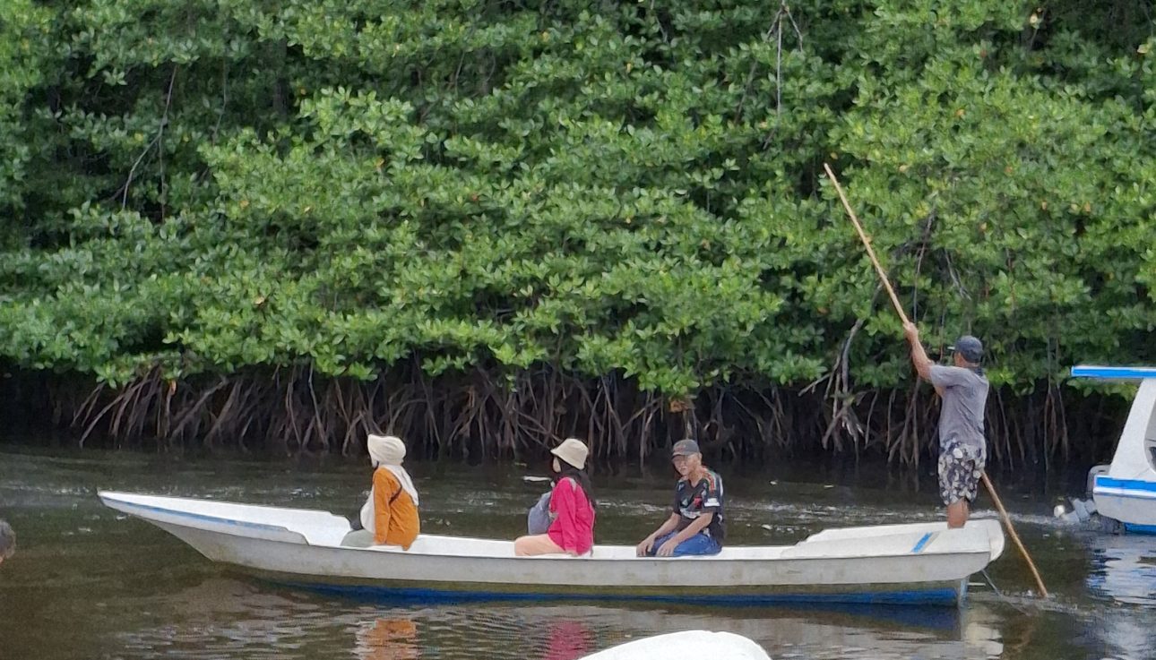 mangrove