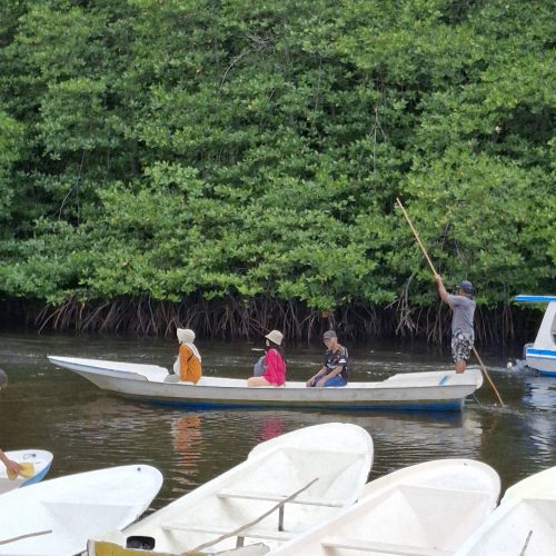 Mangrove