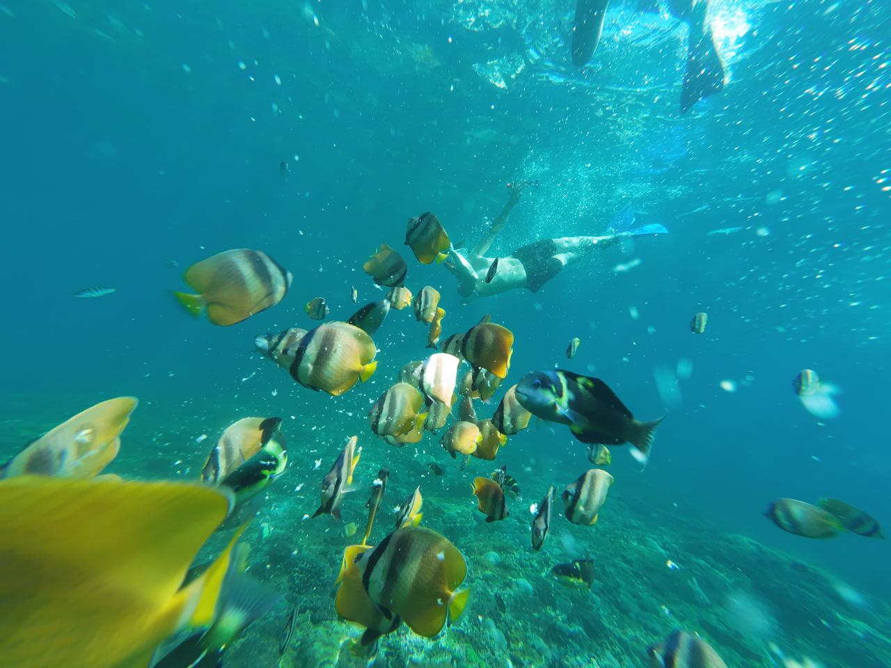 snorkling 1