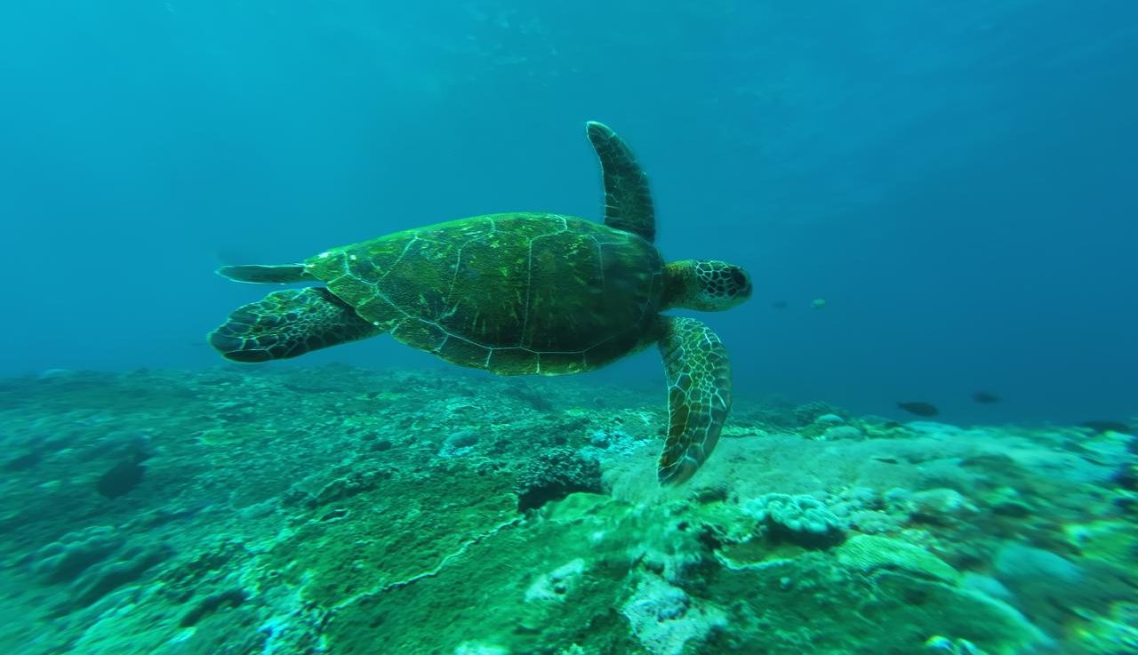 snorkling 3