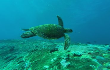 snorkling 3
