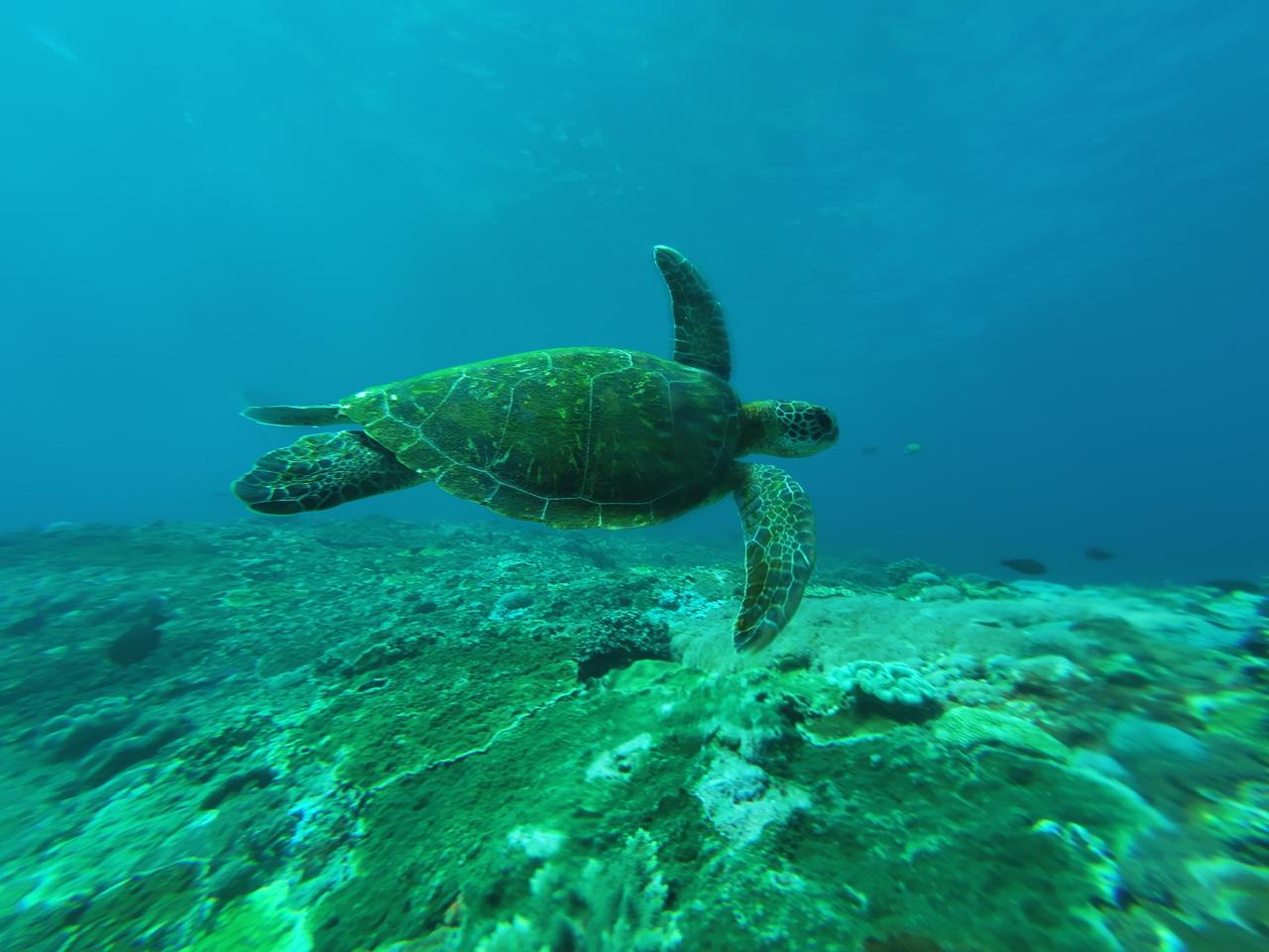 snorkling 3