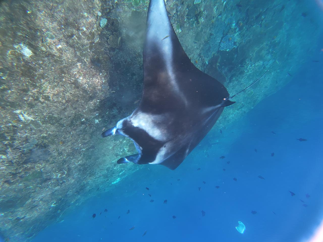 snorkling 4